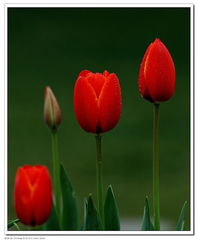 北京圃朗特園藝 科技賦能花卉產(chǎn)業(yè)，機(jī)械設(shè)備引領(lǐng)園藝新潮流